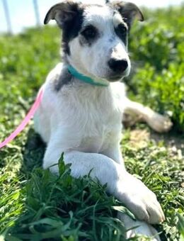 Welpenbub -COLLIN- möchte geliebt werden - Kempen