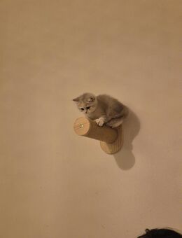 BKH Weiblich - Mindelheim