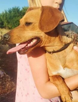 Daisy sucht ein Kuschelkörbchen - Nordwalde