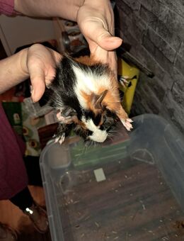 Hallo wir suchen ein tolles zu Hause - Dortmund