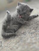 Zwei graue (Blue) Kater mit liebevollem Charakter in 50389