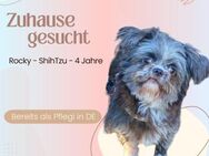 Rocky sucht liebevolles Zuhause - Lippetal