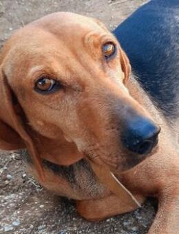 Sanftes Bracken-Mix-Mädchen ADA - Sehnde