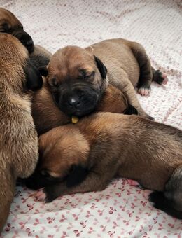 Welpen zu verkaufen - Erkelenz