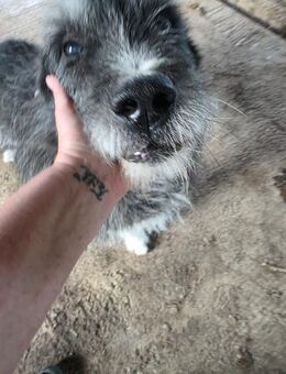 Oldie braucht ein Weihnachtswunder - Dreikirchen