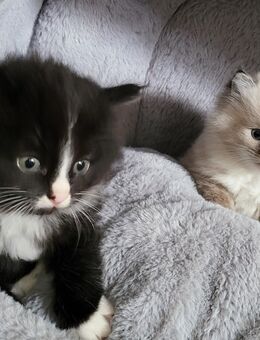 Reinrassige sibirische Neva Masquarade Kitten Babykatzen für Allergieger geeignet - Aachen