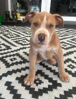 American bully - Joachimsthal Zentrum