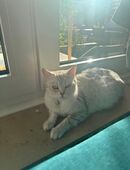 Katzenbetreuung katzensitterin in 48431