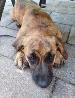 Verspielter Oliver sucht eine Familie ❤️ - Großefehn