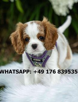 Cavalier King Charles Spaniel Welpen - München Altstadt
