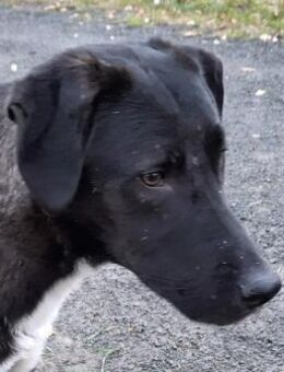 Dizzy sucht nach einem Fürimmerzuhause - Köln