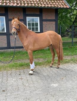 Schickes Reitpony - Neuenkirchen (Landkreis Osnabrück)