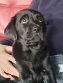 Zauberhafte Labradorwelpen in 17094
