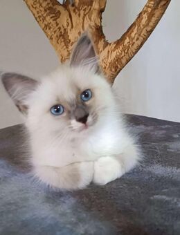 Ragdoll kitten suchen liebevolles zu Hause - Laatzen Zentrum