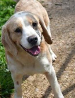 Geben Sie Senior Boston eine Chance? - Neuss