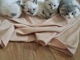 🐾 4 Babykatzen zu verkaufen – 2 Kater & 2 Katzen, 2 Monate alt 🐾 in 56112