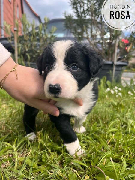 Border Collie Welpen - Sömmerda