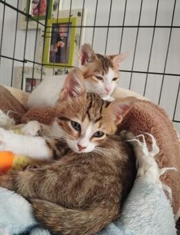 Nala und Nippon - Garbsen