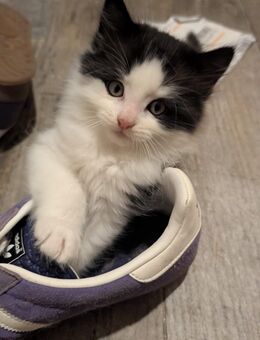 Maine-Coon Ragdol Kitten - Passau