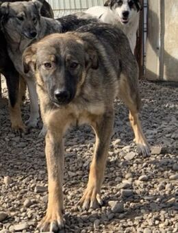 Pflegestelle für Casablanca gesucht! - Celle