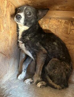 Ängstl. SALMONE sucht liebes erf.Zuhause - Neuberg