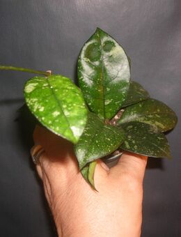 hoya crassipetiolata splash - Gladbeck