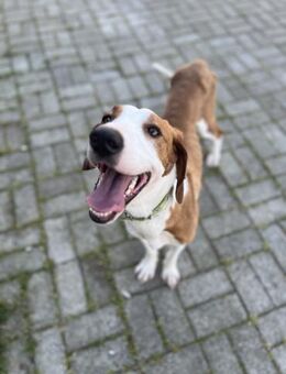 Sandra - Liebe Hündin sucht ihr Zuhause - Berlin