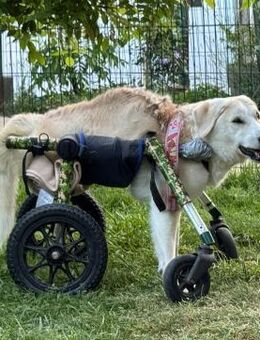 HEIDI - jeden Tag stolz genießen - Overath