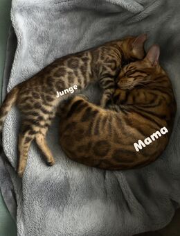 Bengal Kater - Löhne Zentrum