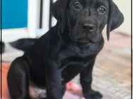 Labrador-Boerboel-Mix Welpen - Wolfsburg