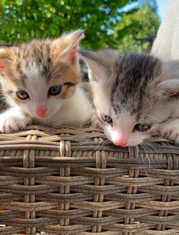 süße babykatzen suchen ein liebevolles Zuhause - Krefeld