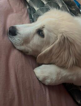 Pyranäen Welpe - Bremen