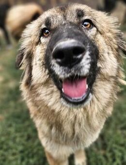 Hera - Aufgeschlossene, liebe Hündin - Berlin