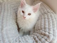 !!!Meine Coon Kätzchen sucht ein neues liebevolles Zuhause!!! - Babenhausen (Hessen)