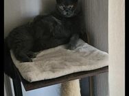 Bkh Kater - Witten