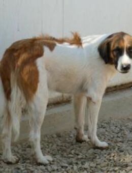 Omicron wünscht sich ein Zuhause - Neuss