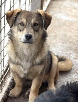 Welpe Ody sucht sein Zuhause - Neuhausen (Fildern)