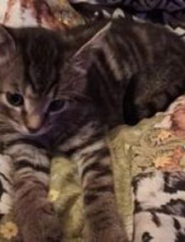 Kater Pepsi aus dem Tierschutz - Teterow Zentrum