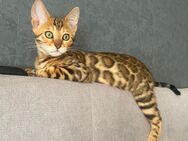 Reinrassige bengal kitten - Pforzheim