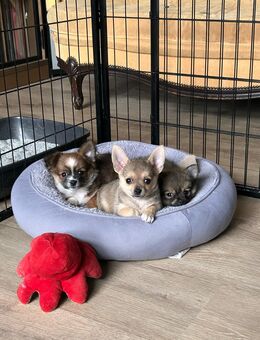 Chihuahua x Pomeranian Welpen - Wadersloh