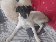 Felicity, ruhige Terrier Mix Hündin - Remagen
