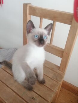 Reinrassige Siam Kitten Von Stammbaum Rasse Siam Baby blau Augen - München Milbertshofen-Am Hart