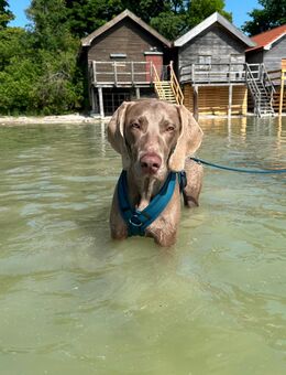 Weimeraner Hund - Krailling