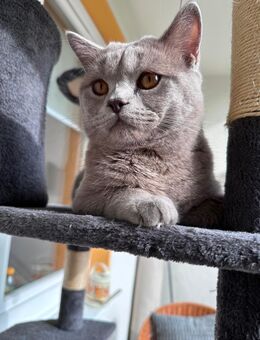 Wünderschöner bkh kater abzugeben - Dortmund