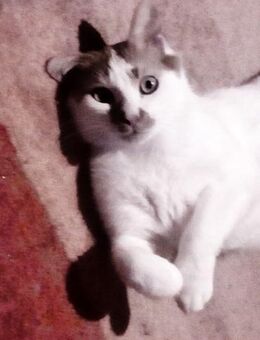 DAFFY - für Katzenkenner...... - Kempen