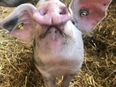 Bio Ferkel in 33154