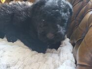 Maltipoo Welpen - Markdorf