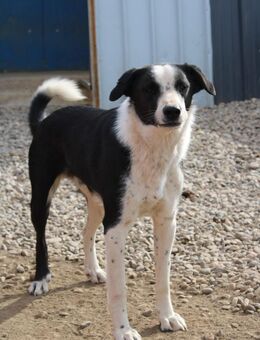 Oreo sucht dich - Celle