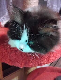 Verschmusst es Perser Katerchen - Gerach (Bayern)