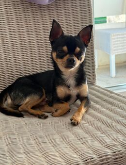 Deckrüde (kein Verkauf) reinrassiger Chihuahua - Mühlhausen (Thüringen) Zentrum